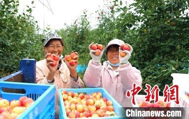 圖為興安盟沙果迎豐收。　科右前旗委宣傳部供圖