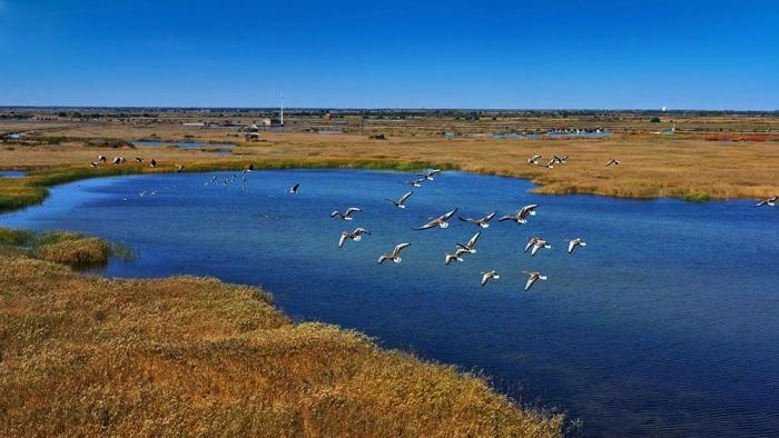 △黃河三角洲擁有天然蘆葦270平方公里，是東北亞內(nèi)陸和環(huán)西太平洋鳥類遷徙重要的“中轉(zhuǎn)站”、越冬地和繁殖地。(總臺央視記者李煒、程鋮拍攝)