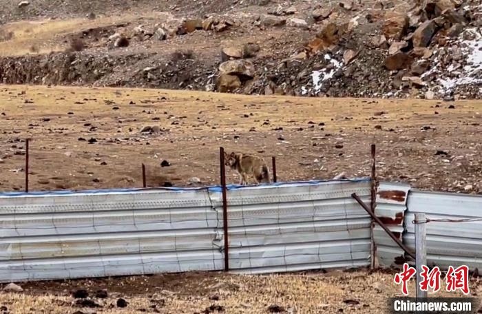 圖為闖入村民家中的野狼?！∨d?？h公安局溫泉派出所供圖