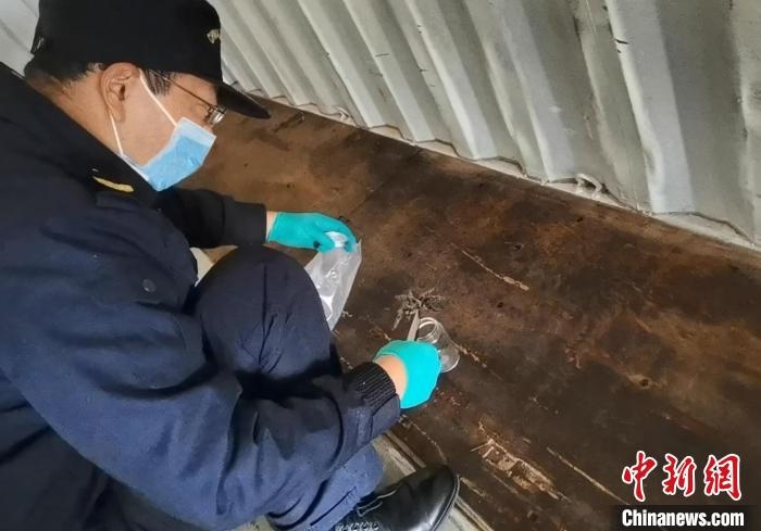 張家港海關(guān)工作人員截獲捕鳥蛛?！⊥踅〕?攝