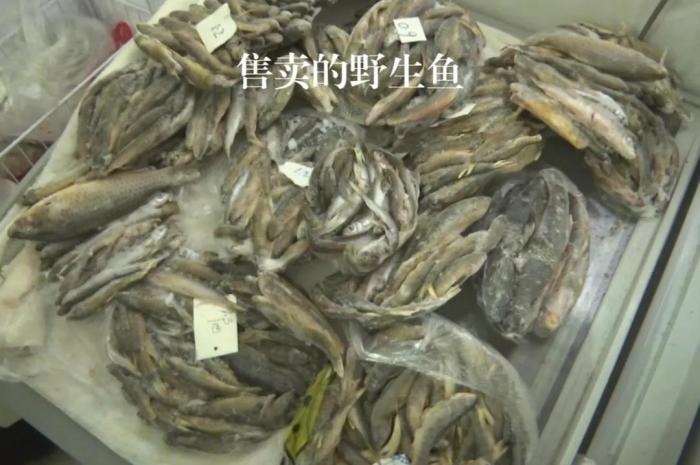 2021年12月6日，督察組現(xiàn)場隨機(jī)抽查發(fā)現(xiàn)，保護(hù)區(qū)附近餐館仍然存在非法經(jīng)營野生河魚的問題