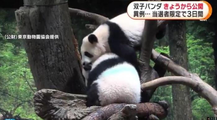 12日，日本東京上野動物園的旅日雙胞胎熊貓開始同游客見面。(圖片來源：日本富士電視臺視頻截圖)