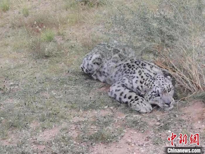圖為在四子王旗發(fā)現(xiàn)的雪豹(資料圖)?！∷淖油跗炀焦﹫D