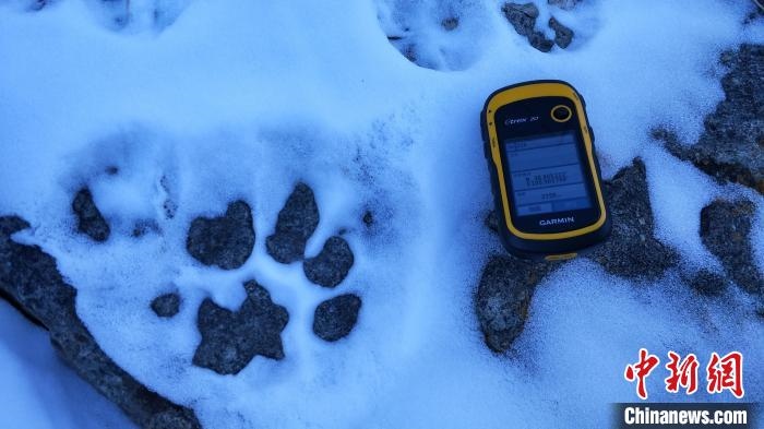 圖為疑似放歸雪豹的足跡(資料圖)?！?nèi)蒙古賀蘭山國家級(jí)自然保護(hù)區(qū)供圖