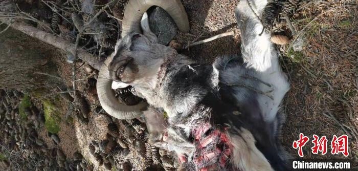 圖為疑似雪豹捕食巖羊的殘骸(資料圖)?！?nèi)蒙古賀蘭山國家級(jí)自然保護(hù)區(qū)供圖