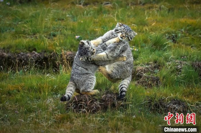 圖為作品《難分伯仲》?！〗股?攝