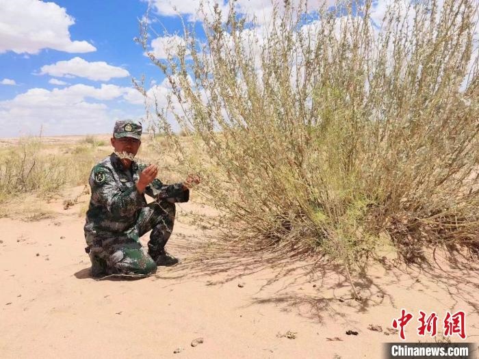 圖為謝寶民查看梭梭長(zhǎng)勢(shì)?！∈茉L者供圖