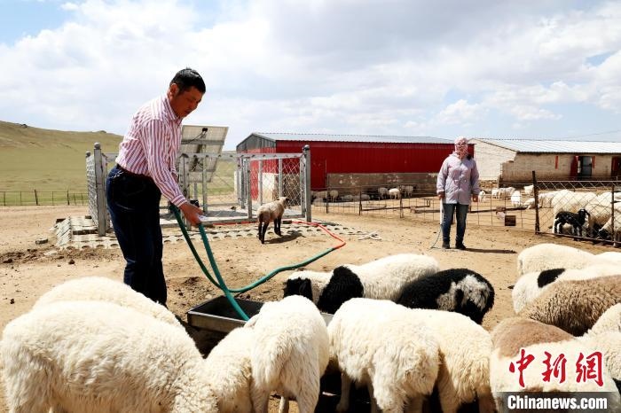 圖為圖門達來在喂羊?！埵鹧?攝