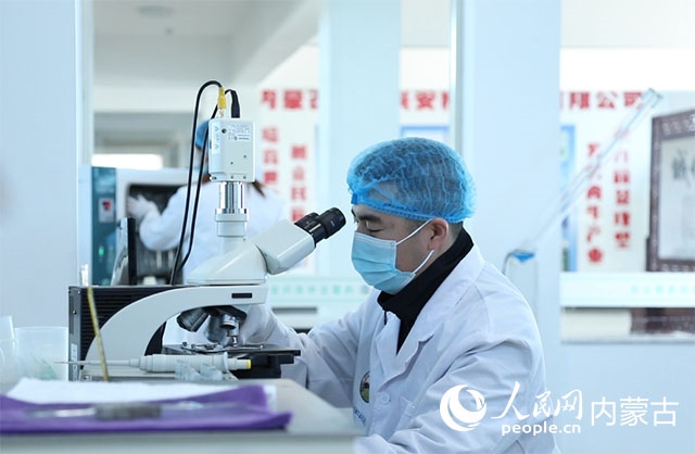 內蒙古中農興安種牛科技有限公司落戶科右中旗，為肉牛產業(yè)發(fā)展提供了優(yōu)質的種源保障。白俊華攝