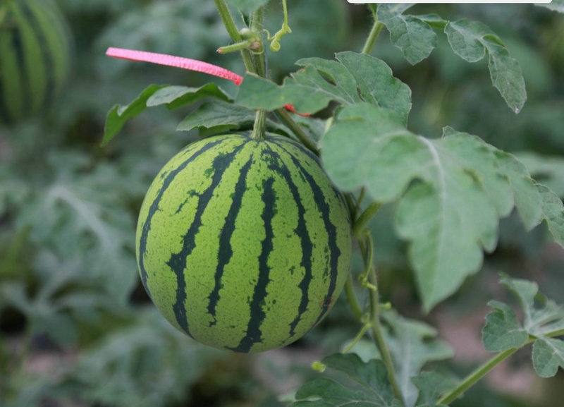 1595738382181787.jpg 1595736882444836.jpg