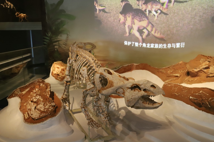 1621332141310666.jpg 原角龍1.JPG