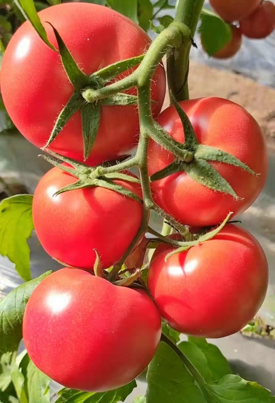 1649669137134302.jpg 微信圖片_20220411172250.jpg