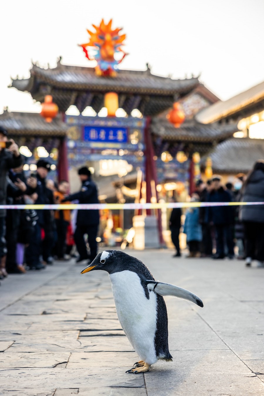 1704448596131371.jpg 3A8A6522.jpg