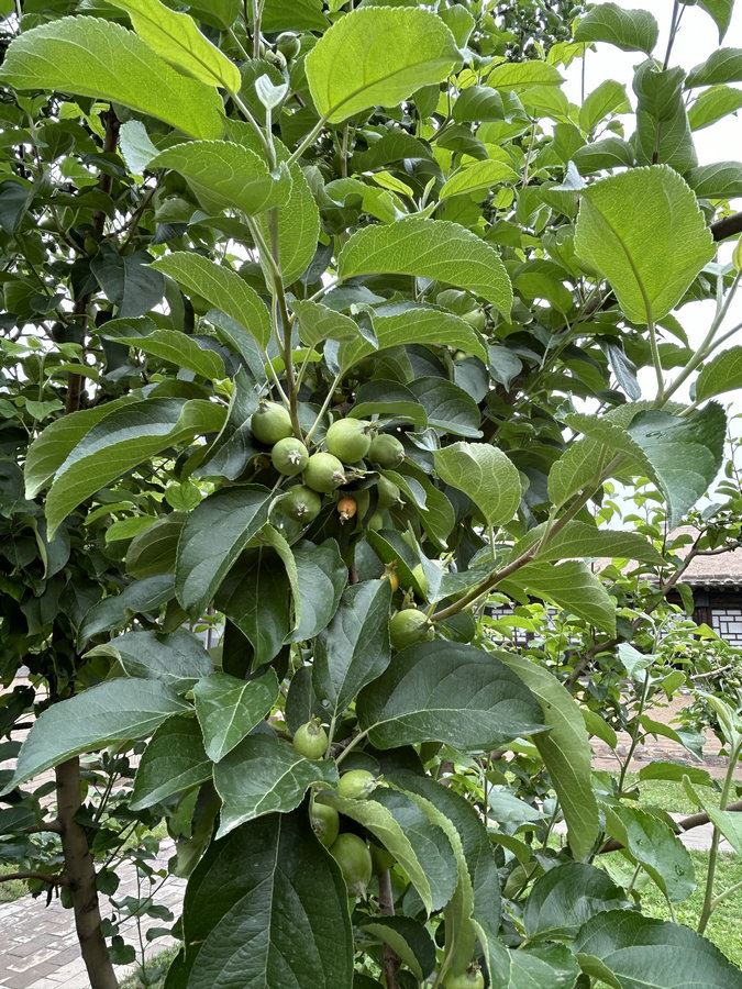 1718612531134749.jpg 微信圖片_20240617160409.jpg