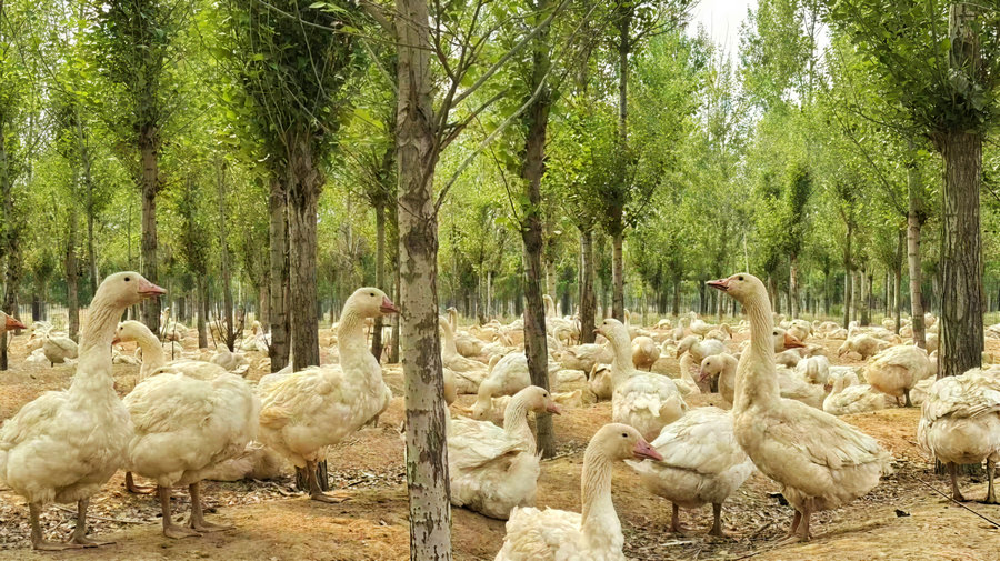 1754899659427821.jpg 微信圖片_20250811160243.jpg