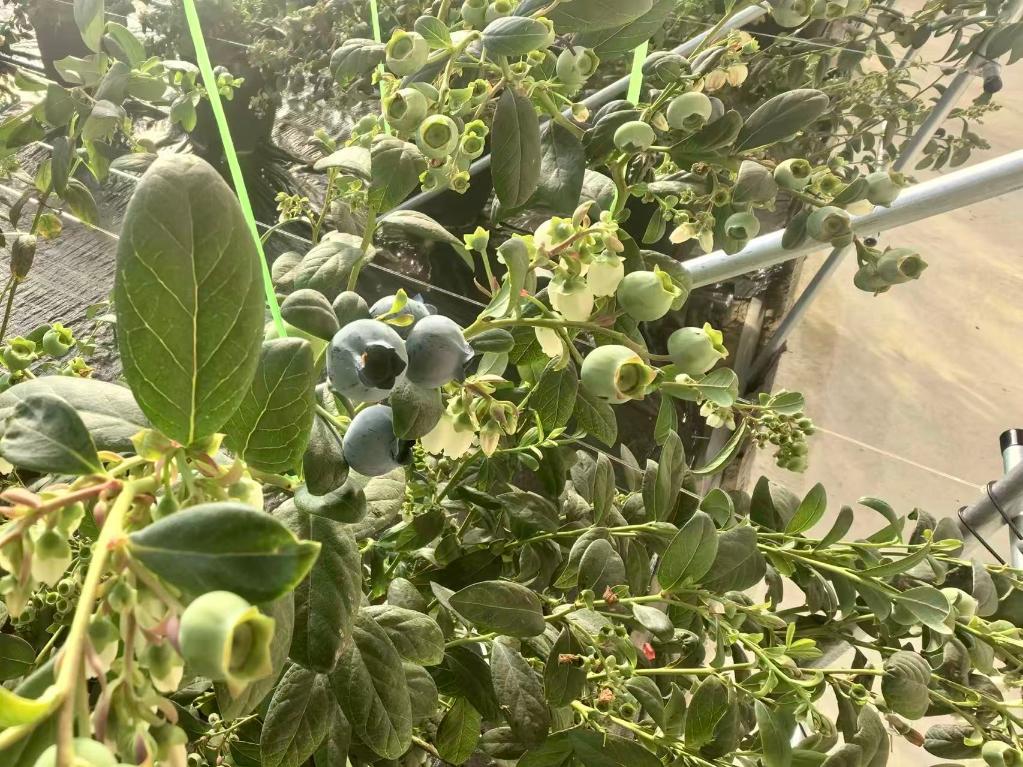 1768291658930088.jpg 20260112藍莓進入成熟期新華網(wǎng).jpg