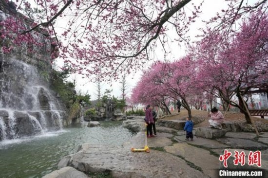 2月23日，市民在乾藝梅園景區(qū)觀賞綻放的梅花。陳興輝 攝