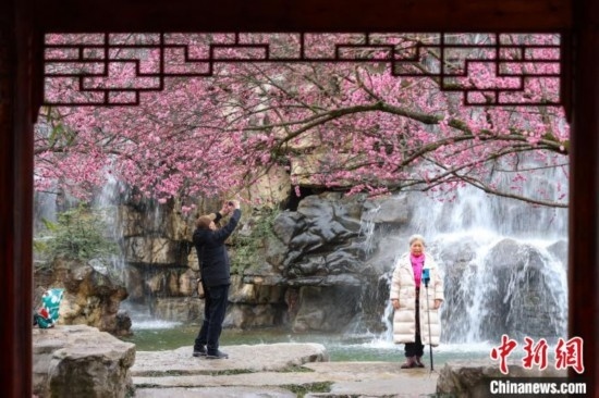 2月23日，市民在乾藝梅園景區(qū)觀賞拍攝綻放的梅花。瞿宏倫 攝
