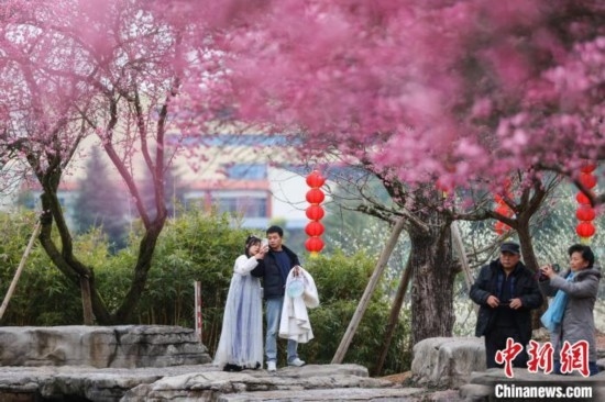 2月23日，市民在乾藝梅園景區(qū)觀賞綻放的梅花。瞿宏倫 攝