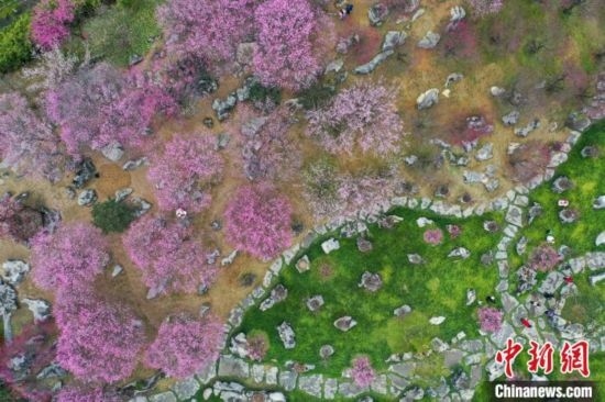 2月23日，航拍乾藝梅園景區(qū)綻放的梅花。瞿宏倫 攝