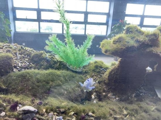 圖為寶鋼湛江鋼鐵水控中心，觀賞海魚在鋼渣漁礁里游動