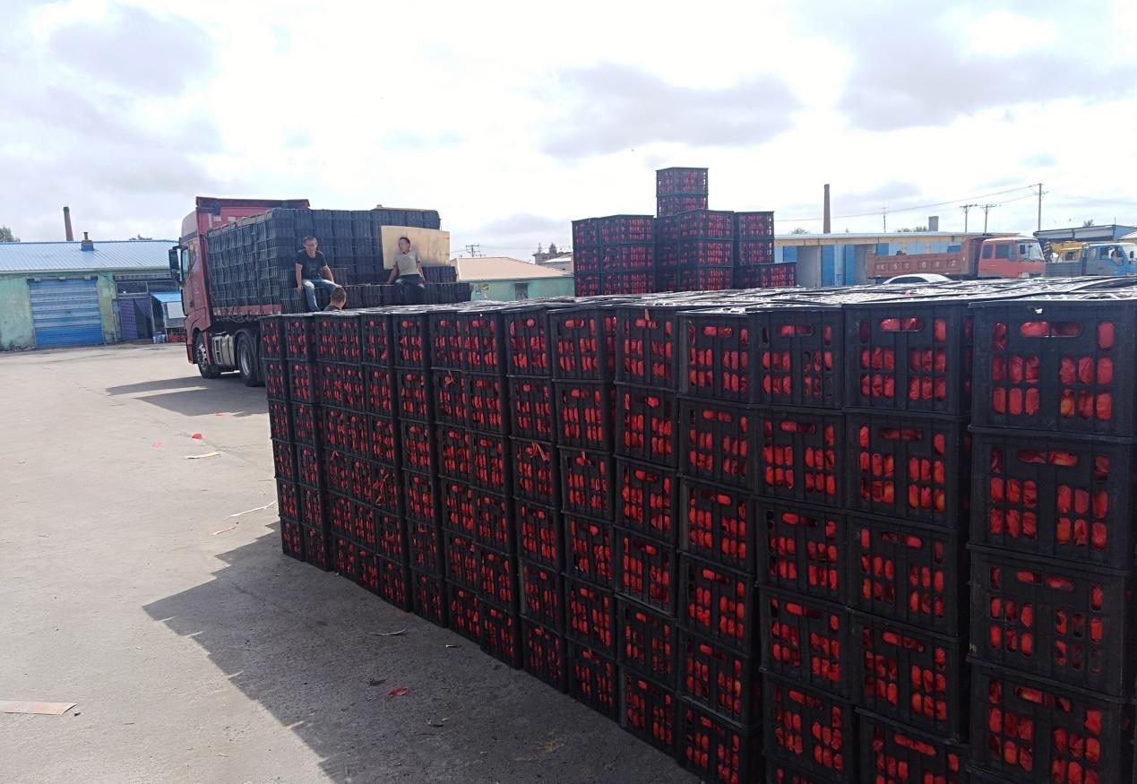 　　外銷的蔬菜在市場等待拉運。受訪者供圖