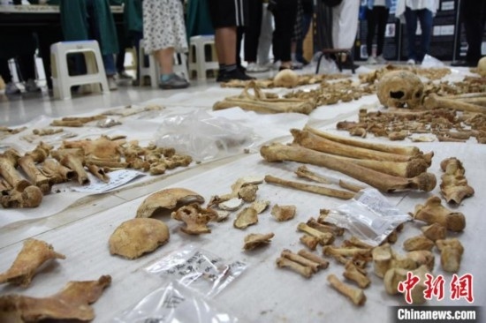 圖為已清理完畢的骨骼標(biāo)本。王宇 攝