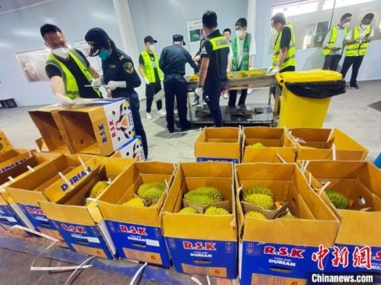 圖為海關(guān)關(guān)員對進(jìn)口榴蓮進(jìn)行查驗(yàn)。黃艷梅 攝