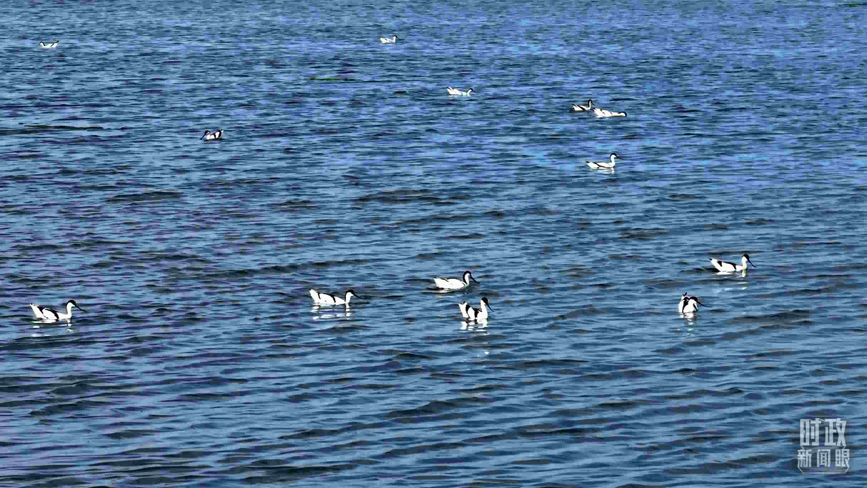 △鹽湖棲息的鳥類。（總臺(tái)記者裴大偉、康曉宇拍攝）