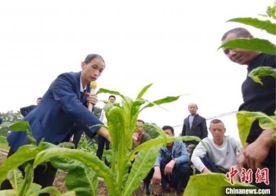 “鄉(xiāng)村學(xué)堂”田間現(xiàn)場教學(xué)。(資料圖) 唐濤華 攝