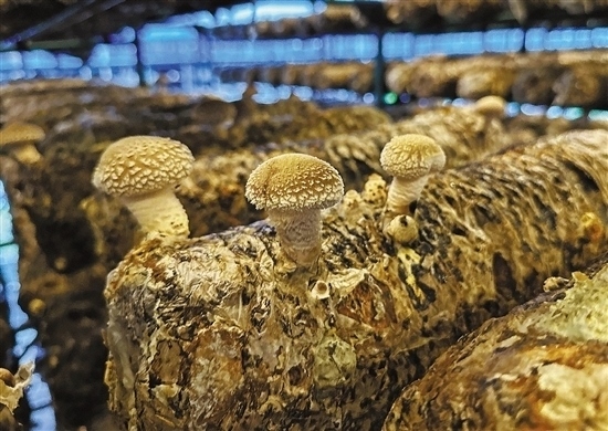 龍游數(shù)智大棚種植的花菇。 記者 祝梅 攝