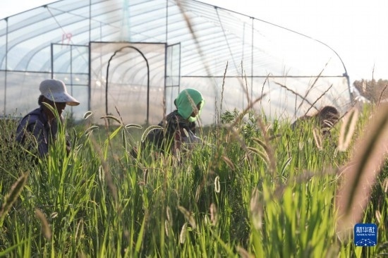 6月21日，山東省樂陵市西段鄉(xiāng)岔河村東亞飛蝗養(yǎng)殖基地的螞蚱養(yǎng)殖戶在割草。新華社記者 范長國 攝