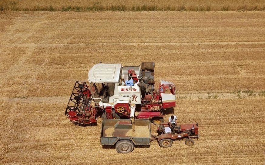 2023年6月14日，在山東省臨邑縣林子鎮(zhèn)，聯(lián)合收割機(jī)在收獲小麥。