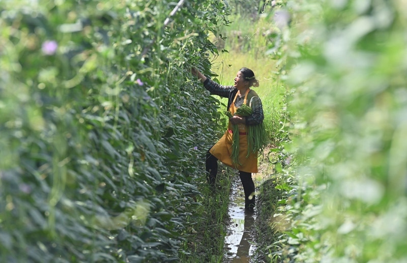 2023年6月15日，在廣西柳州市鹿寨縣中渡鎮(zhèn)石墨村，村民在高標(biāo)準(zhǔn)農(nóng)田里采收豆角。