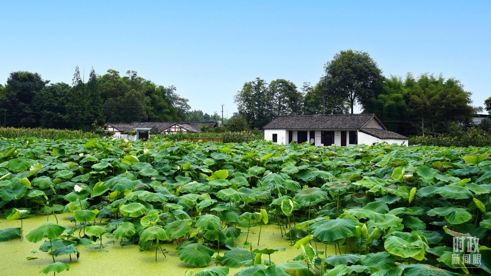 四川眉山，永豐村荷塘。2022年6月，習(xí)近平曾到此調(diào)研鄉(xiāng)村振興情況。（總臺(tái)央廣記者潘毅拍攝）