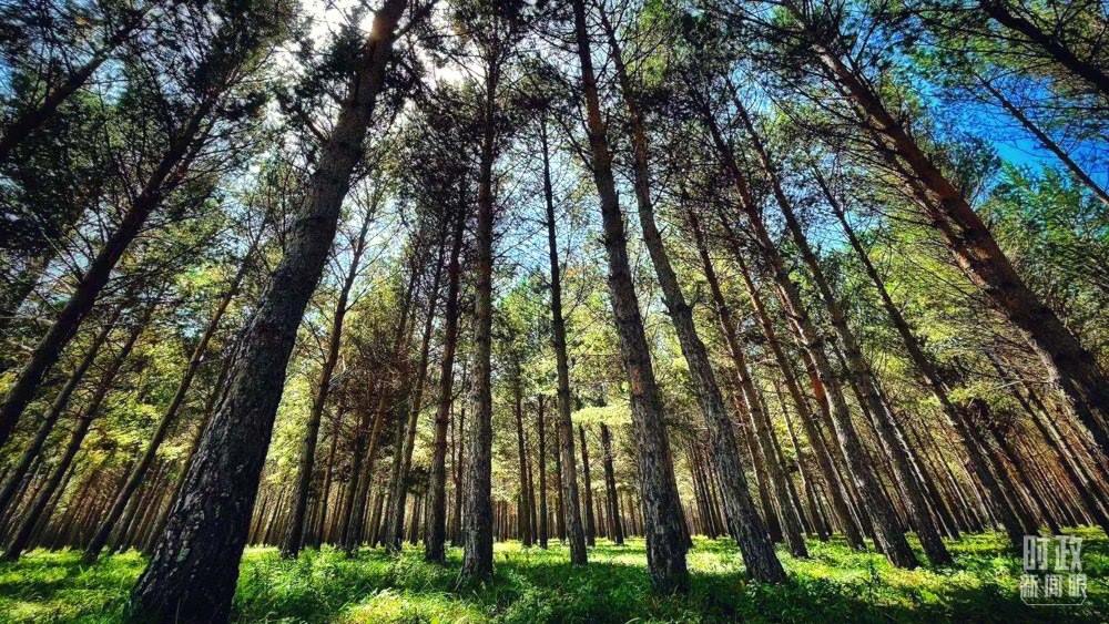 河北塞罕壩。（總臺(tái)央視記者謝曉光拍攝）