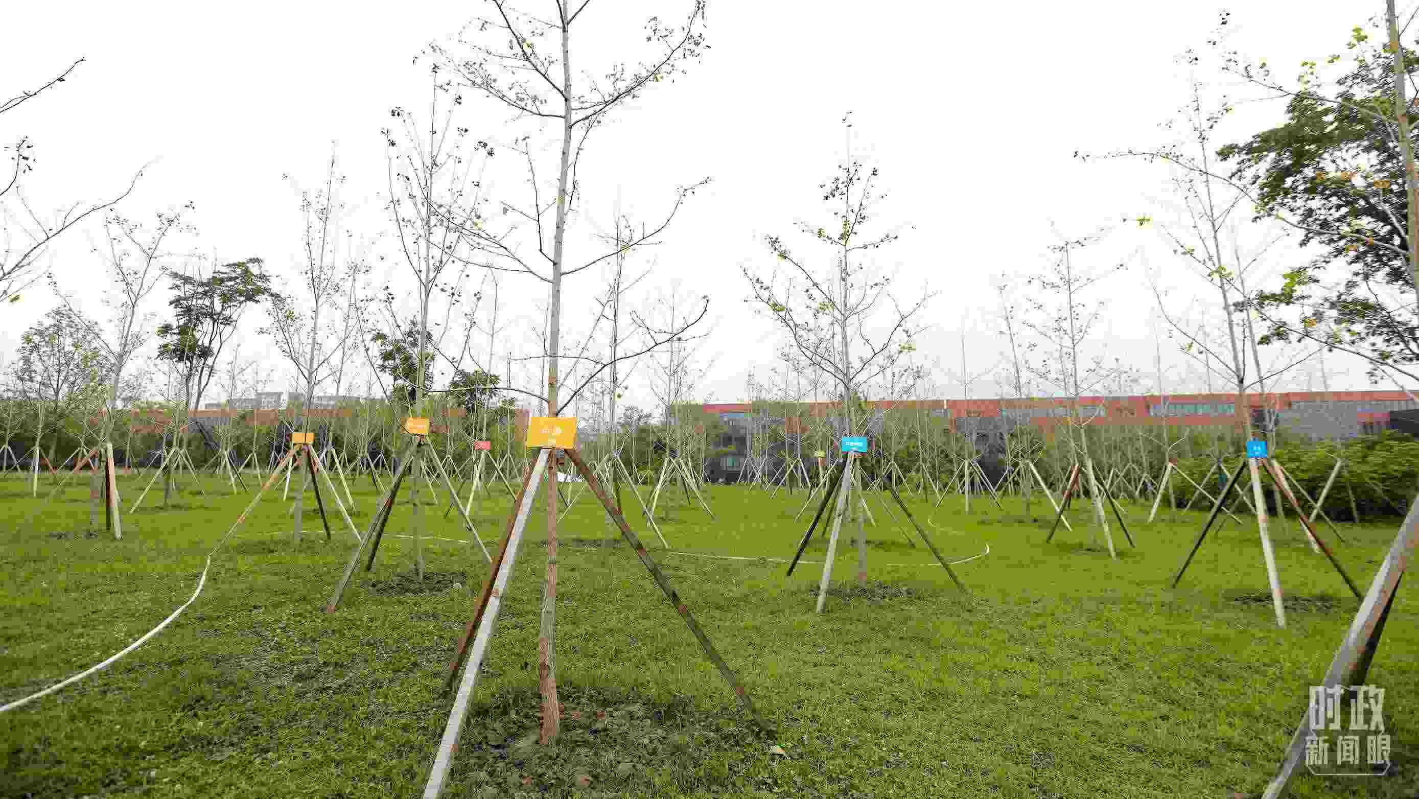 成都大運村內(nèi)專門種植了友誼林，各國代表團都可認領(lǐng)。