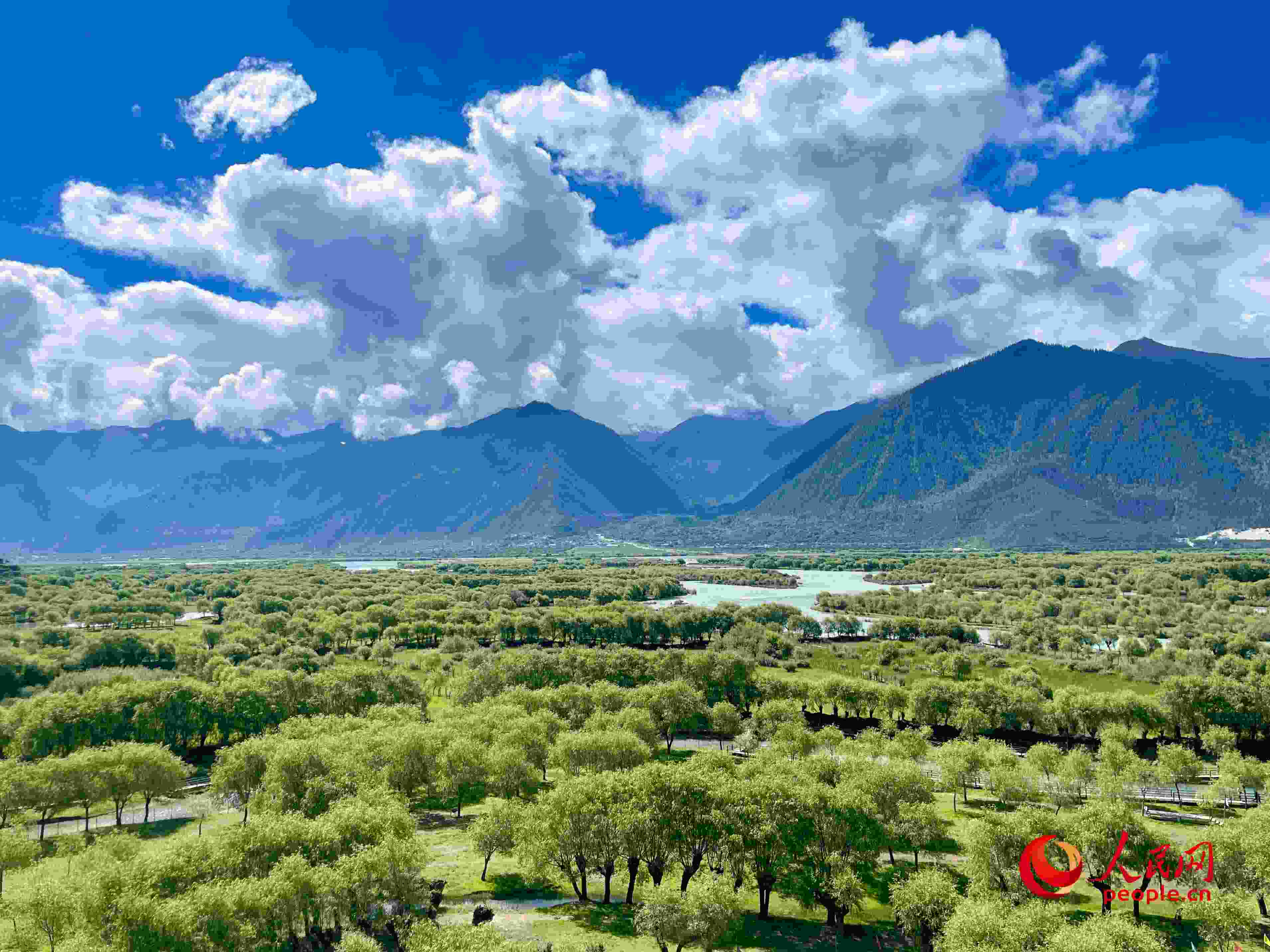 夏日的雅尼國家濕地公園生機盎然，如詩如畫。人民網(wǎng) 周靜圓攝