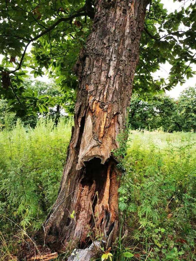 圖為2021年10月拍攝的秦嶺北麓百年板栗古樹遭破壞情況。人民網(wǎng)記者 吳超攝