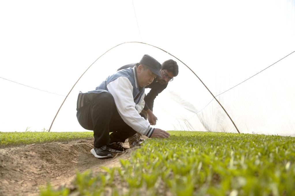 巴基斯坦旁遮普省木爾坦的中巴辣椒訂單種植項目辣椒育苗大棚內(nèi)，中國農(nóng)業(yè)專家?guī)ьI(lǐng)巴基斯坦技術(shù)員查看辣椒秧苗生長情況。