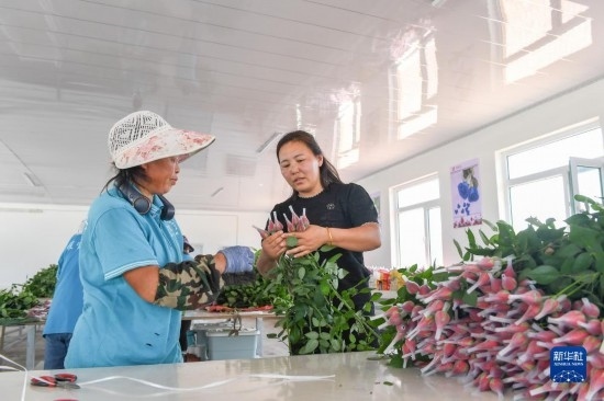 8月17日，吉林省德惠市朱城子鎮(zhèn)沿河村程雪家庭農(nóng)場的負責人楊雪（右）指導農(nóng)民修剪玫瑰花。新華社記者 張楠 攝