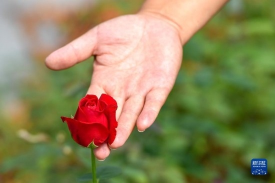 8月17日，吉林省德惠市朱城子鎮(zhèn)沿河村程雪家庭農(nóng)場的負責人楊雪在查看玫瑰花長勢。新華社記者 張楠 攝