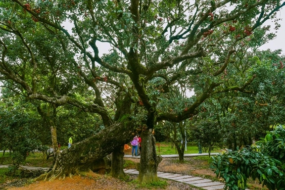 高州市根子鎮(zhèn)柏橋村古荔枝種植園。丘立賀攝