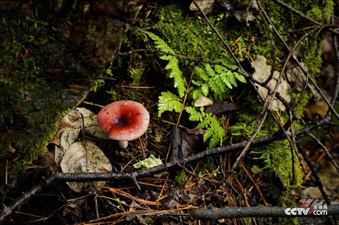 (長白山天然礦泉水保護區(qū) 央視網(wǎng)記者 隋佳桐 攝)