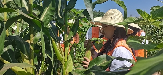 北京工商大學(xué)組織學(xué)生開展暑期社會(huì)實(shí)踐。學(xué)校供圖