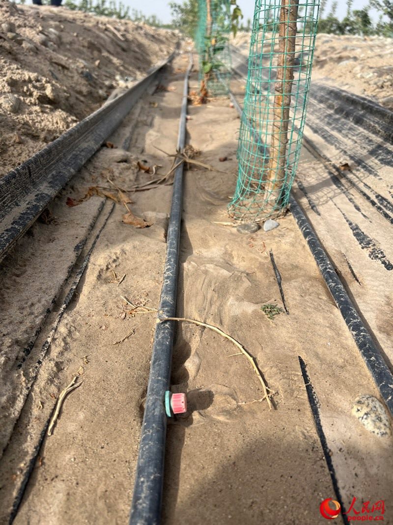 水肥一體化滴灌技術(shù)，可極大節(jié)約用水量。人民網(wǎng)記者 常雪梅攝