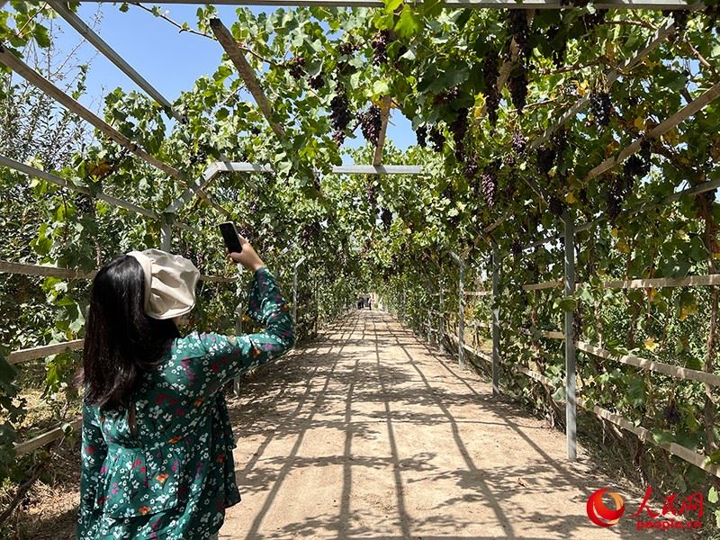 新疆閩龍達(dá)干果產(chǎn)業(yè)有限公司內(nèi)種植的葡萄。人民網(wǎng)記者 常雪梅攝