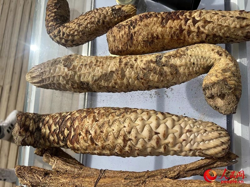 林下經(jīng)濟(jì)作物肉蓯蓉。人民網(wǎng)記者 常雪梅攝