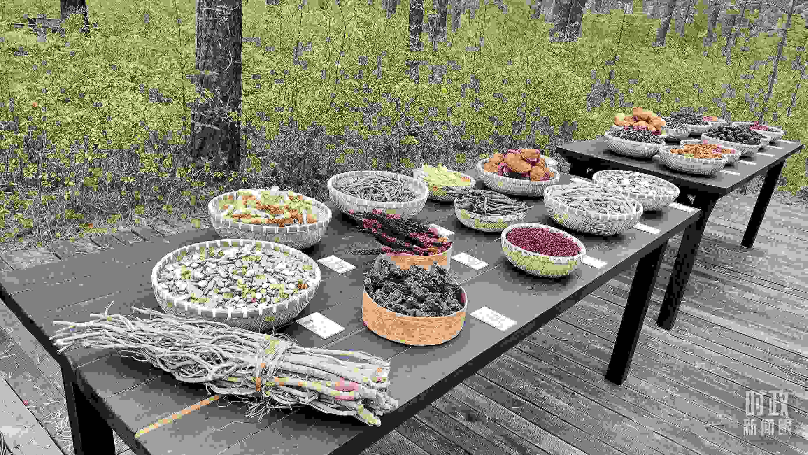 △林場里的食用菌、林果等特產。（總臺央視記者楊立峰拍攝）