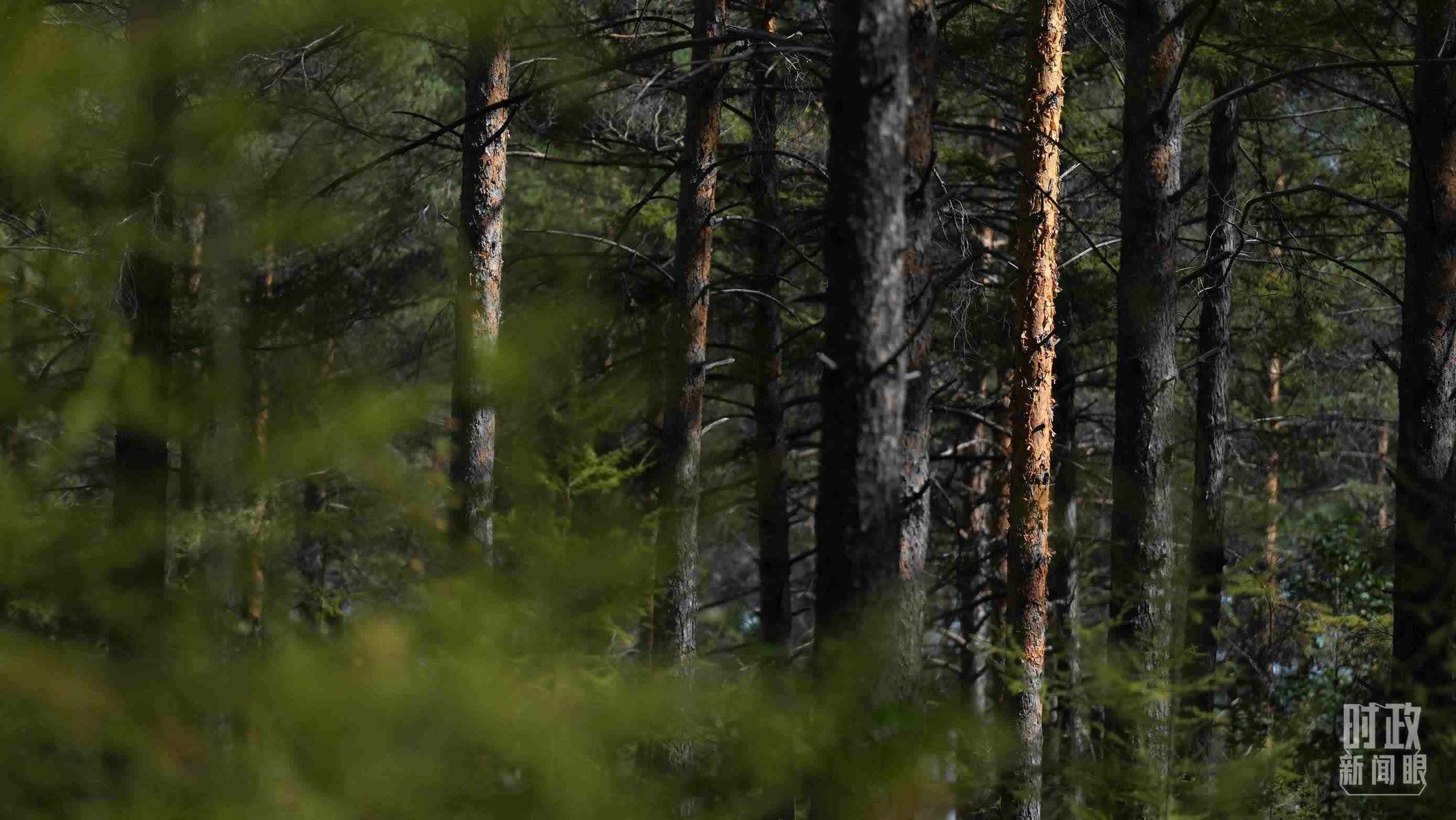 △漠河林場有天然林3.54萬公頃、蓄積量325.3萬立方米。（總臺國廣記者李晉拍攝）